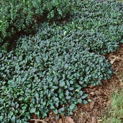 thumbnail for publication: Ajuga reptans: Common Bugle, Bugleweed, Carpet Bugleweed